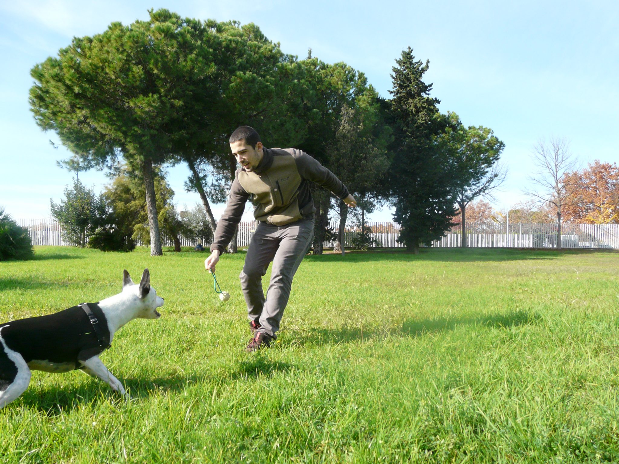 Adiestramiento Canino Funcional y Educación Canina Integral a domicilio en Sevilla