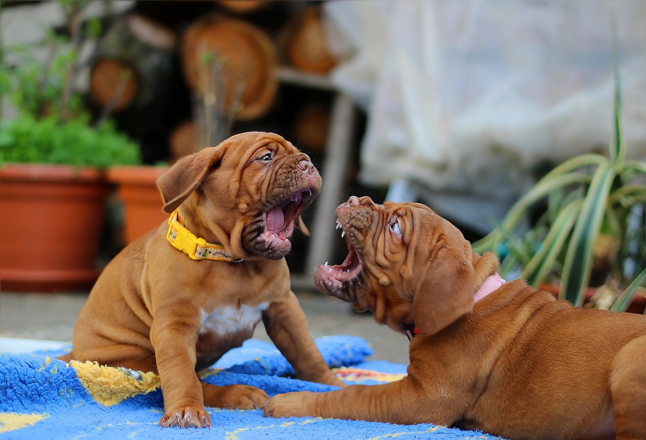 Clases de Socialización de Cachorros y Educación Canina en Sevilla