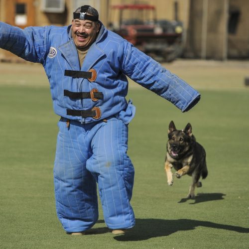 Disciplinas deportivas - Escuela de entrenadores caninos Moe Szyslak