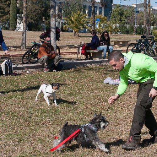 Adiestramiento canino, educación canina y cursos presenciales en Sevilla