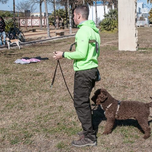 Adiestramiento canino, educación canina y cursos presenciales en Sevilla